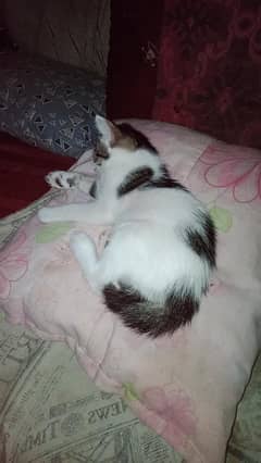 cat babi