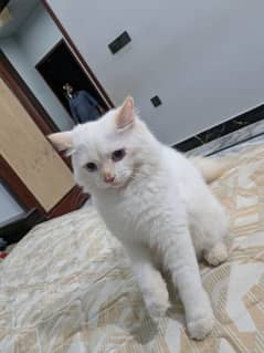 Persian female cat triple coat