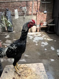 Aseel – 8 Months Old For Sale