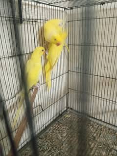 yellow