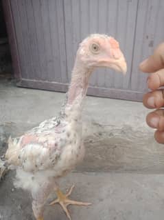 aseel