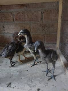 Thai dragon chicks 03014237451 call me