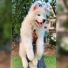 Alaskan Malamute Puppies/ White Alaskan/Wooly Coated/Dog