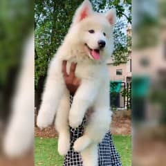 Alaskan Malamute Puppies/ White Alaskan/Wooly Coated/Dog