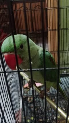 4 months old parrot
