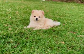 Pomeranian Dog Puppy/Male/High Quality/Dogs/Top Notch