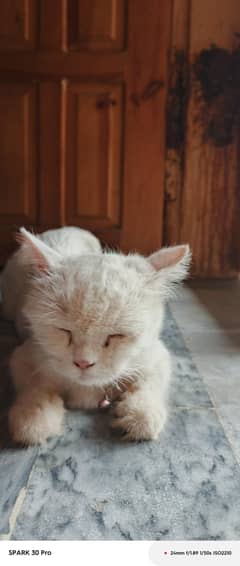 Persian