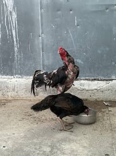 Aseel