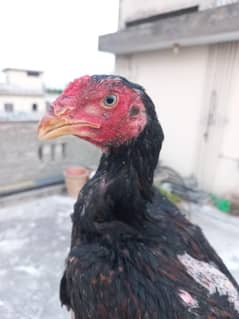 Japanese Aseel Shamo Patha