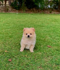 Pomeranian Dog Puppy/Male/High Quality/Dogs/Top Notch