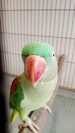 multi