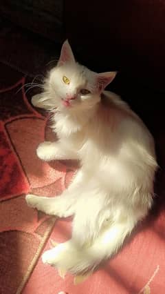 White fur  adult Persian cat for sell