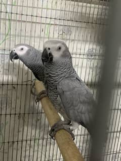 African Grey pair Captive 4 Years Plus Age