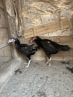 Black Aseel