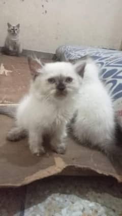 saibarin CAT Female and Male