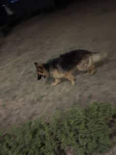 Long coat german shepherd pink pedigree with chip