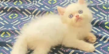 Blue eyes male kitten available