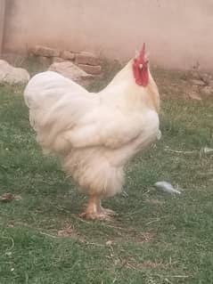 I want to sale my white buff chicken