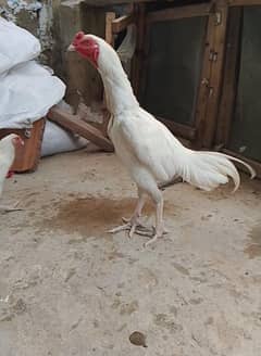 aseel Heera bht achi quality ka hae