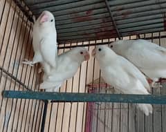 Albino Red Eyes, Albino split red eye and Blue Opline and Green Oplin
