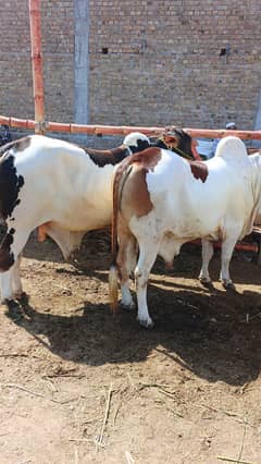 Heavy Wieght Bulls for Sale