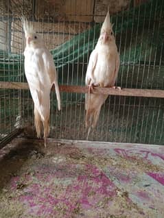 Cockatiel