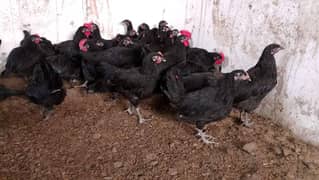 Australorp breaders