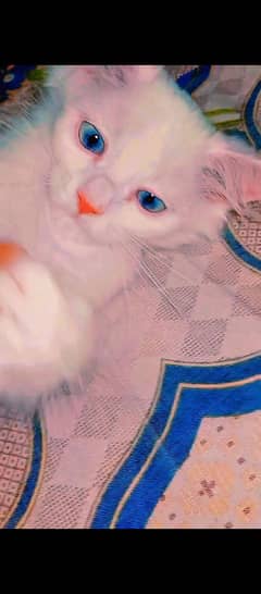 CASH ON DELIVER [03498913591] HIGH BREED PERSIAN KITTEN OR CAT BABYS