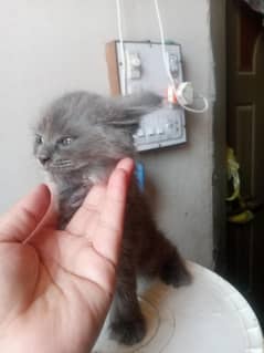 catss