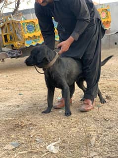 Labrador