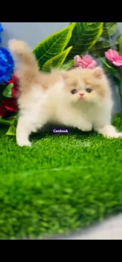 blue eyes white Persian kitten|Triple long coat |WhatsApp. 03250387943
