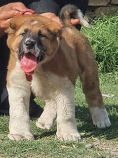 afghani kuchi make security dogs for sale Havey bone dabal hadi