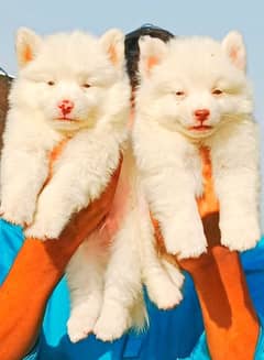 Russian pink nose zero saiz pair long coat important blood line for sa