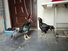 aseel mianwali White ear