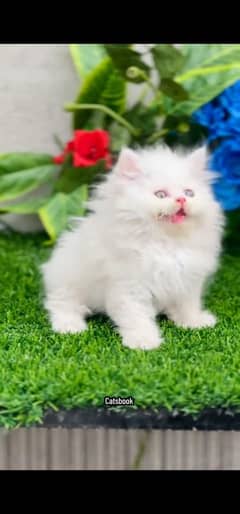 blue eyes white Persian kitten|Triple long coat |WhatsApp. 03250387943