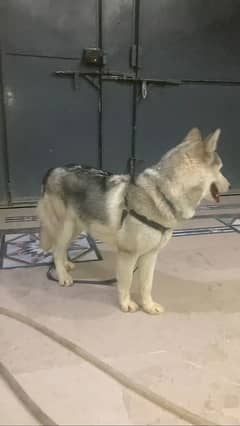 Siberian