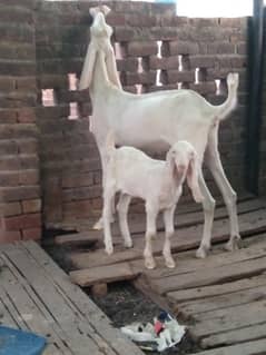 Rajanpuri gulabi goat