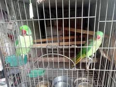 pahari pair