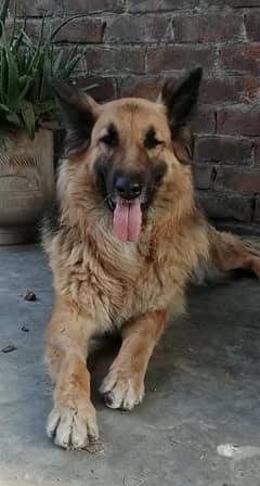 German