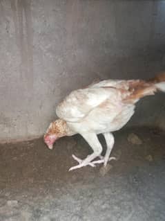 female