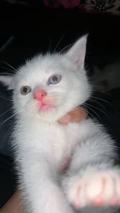Playful and full active Persian kittens