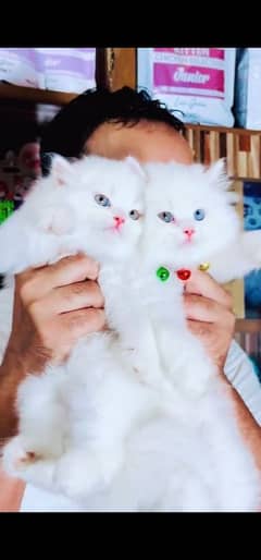 blue eyes white Persian kitten|Triple long coat |WhatsApp. 03250387943