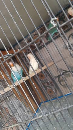 lovebird albino red eye albino spirit black eye