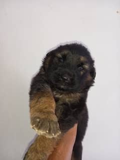 German Shepherd female puppy.