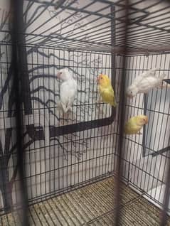 Albino