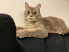Fully Vaccinated, British pure + Persian pure , doll face