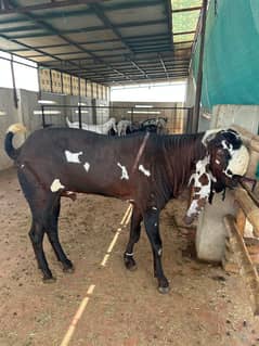 Breeder Bakra