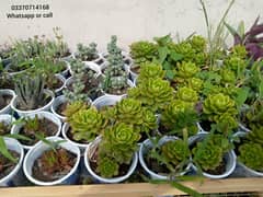 plants
