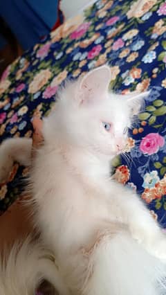 Persian male cat
