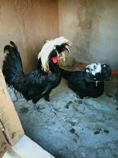 Black Polish White Crust Pair | Polish Hens | Hen pair | Chicks